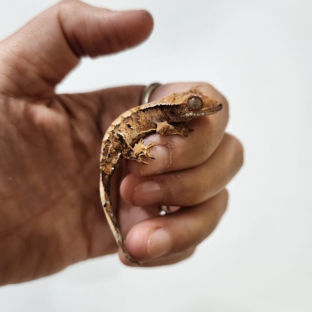 트라이 익스트림할리퀸