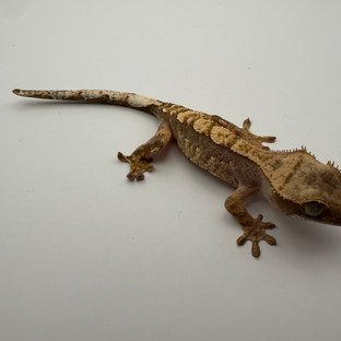 트라이 익스트림할리퀸