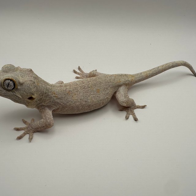 스트라이프 오렌지