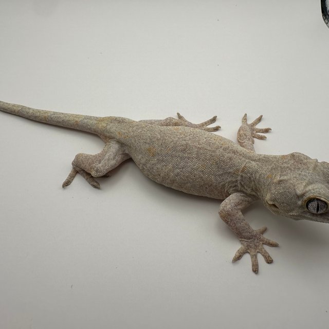 스트라이프 오렌지