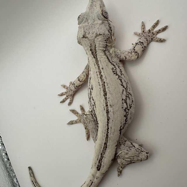 스트라이프 화이트