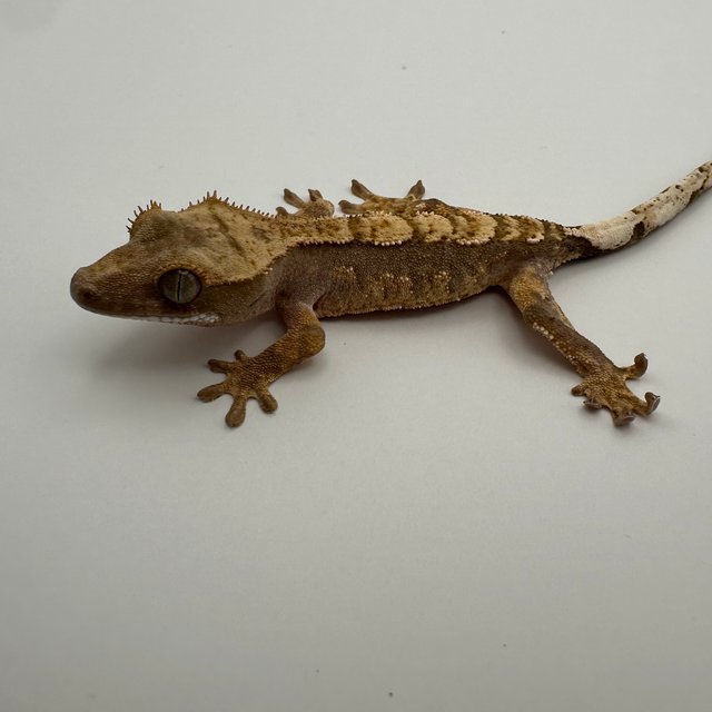 트라이 익스트림할리퀸