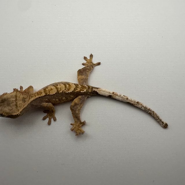 트라이 익스트림할리퀸