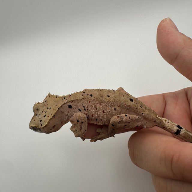 슈퍼달마시안 레드