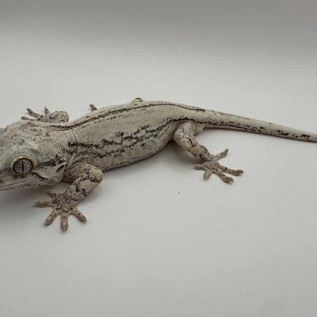 스트라이프 화이트