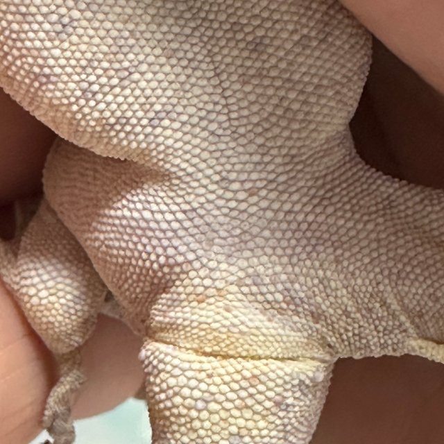 스트라이프 오렌지