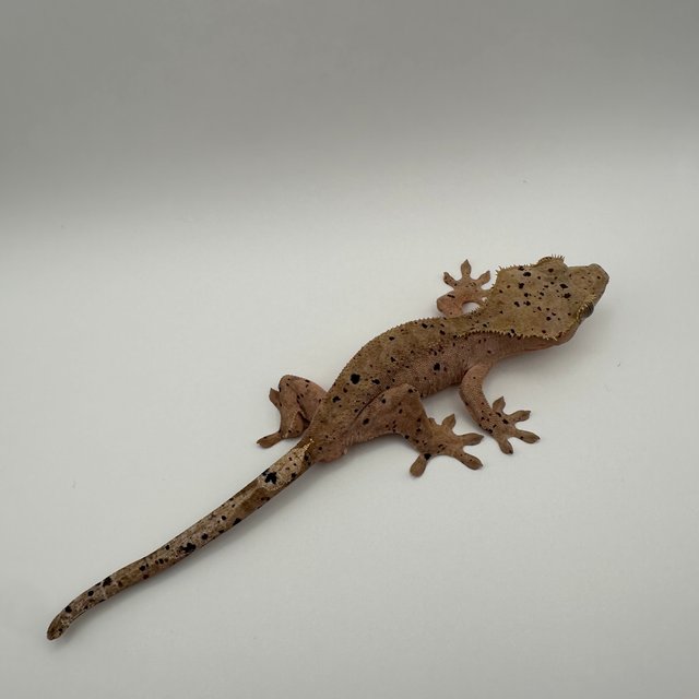 슈퍼달마시안 레드