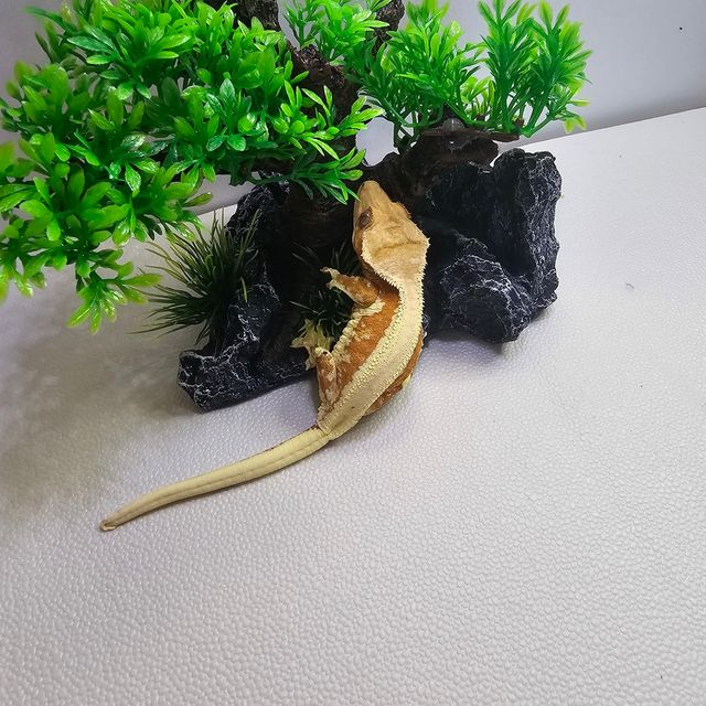 크림시클