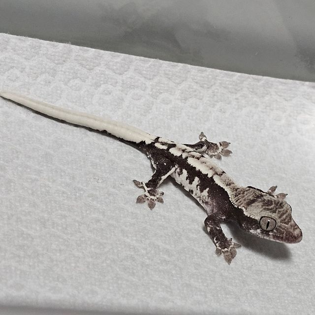 릴잔틱