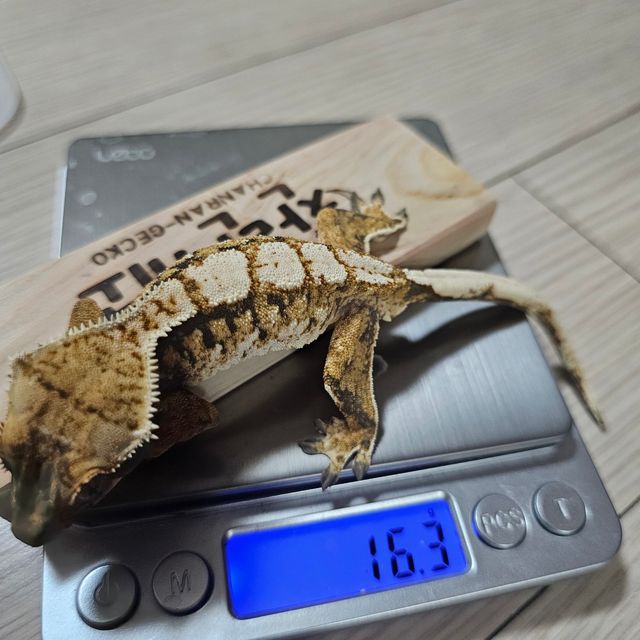 노멀 트라이