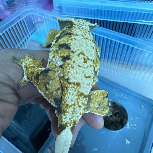 트라이
