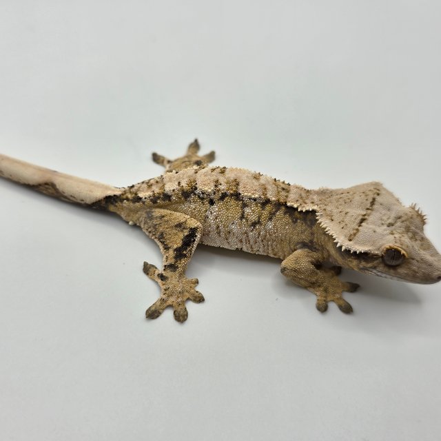 노멀 트라이 익스트림할리퀸