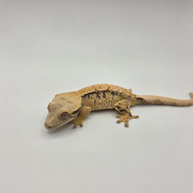 노멀 트라이 익스트림할리퀸