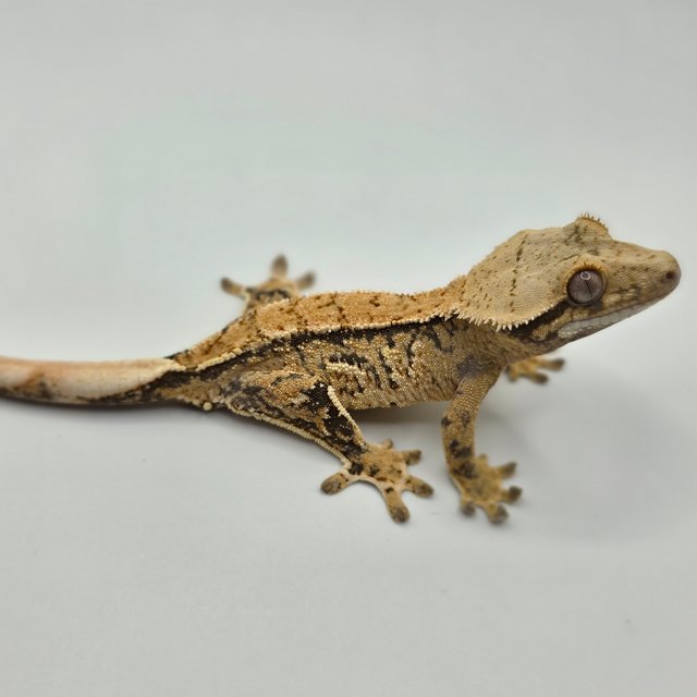 노멀 트라이 익스트림할리퀸