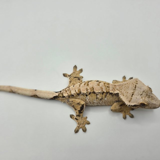 노멀 트라이 익스트림할리퀸