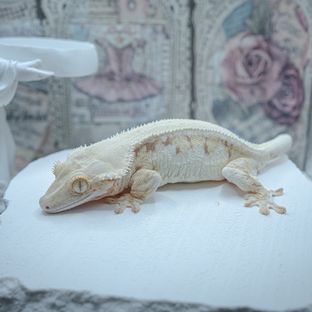 백합