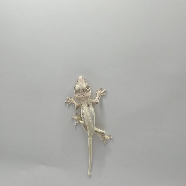 Lilly White