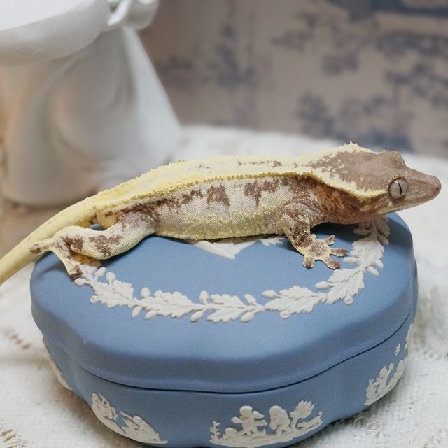 릴리 세이블