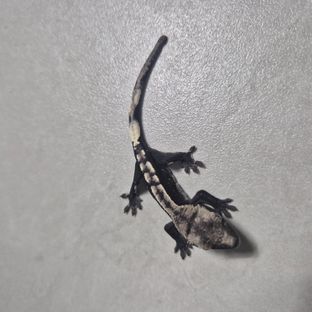 아잔틱
