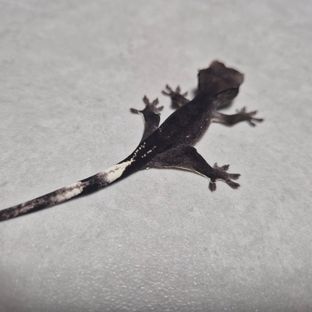 아잔틱