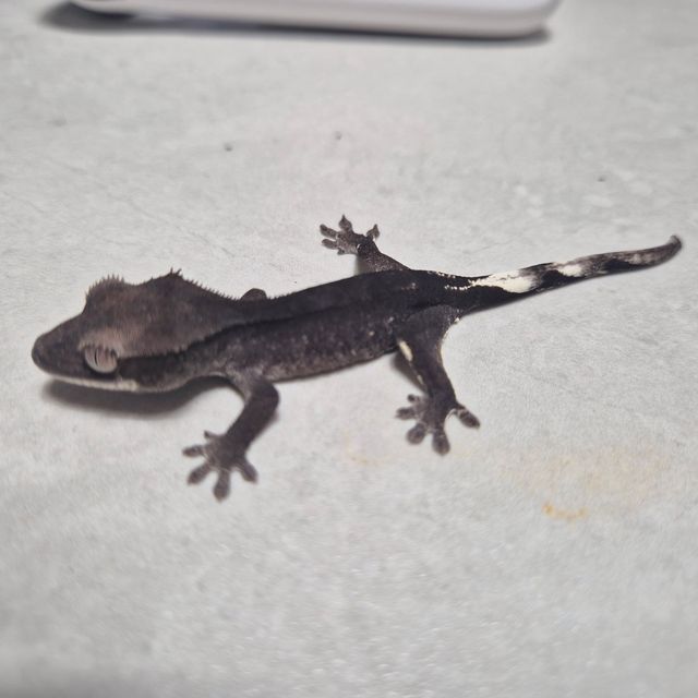 아잔틱