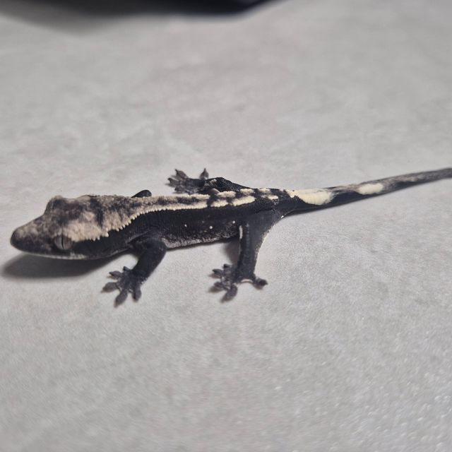 아잔틱