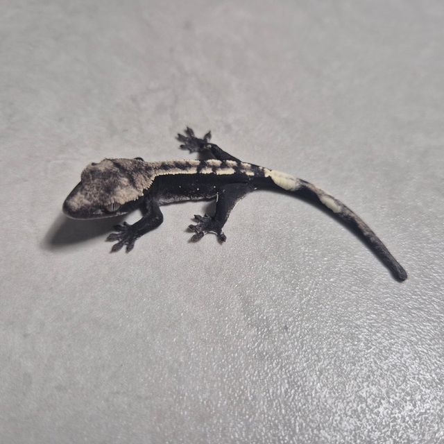 아잔틱