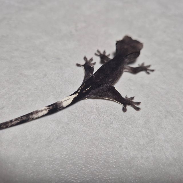 아잔틱