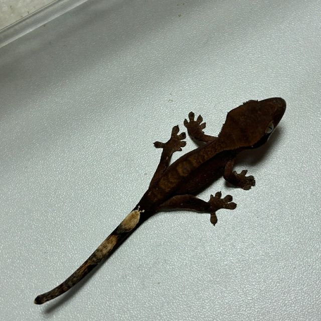 100%헷아잔틱