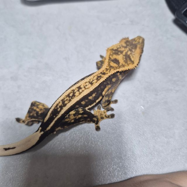 오닉스
