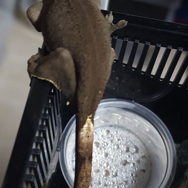 챠콜