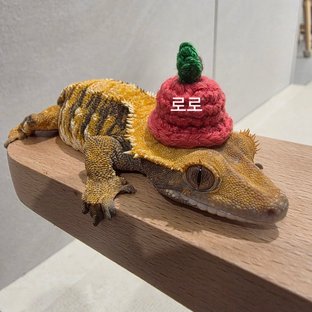 로로
