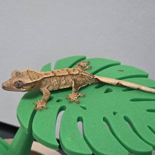 노멀 크림 크림시클