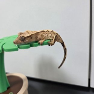 노멀 트라이 크림 크림시클