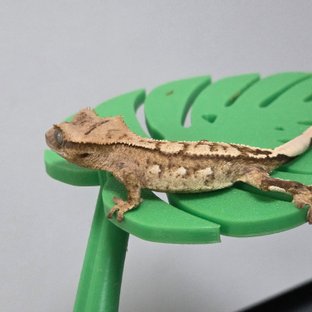 노멀 트라이 크림 크림시클