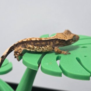 카푸치노 트라이 할리퀸