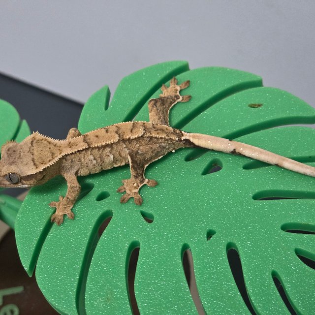 노멀 크림 크림시클