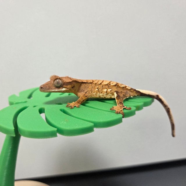 노멀 크림 크림시클