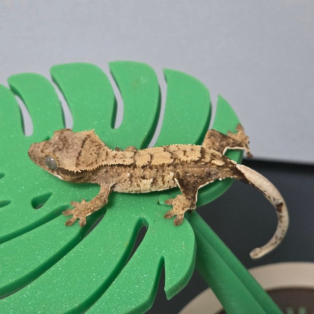 노멀 트라이 크림 크림시클