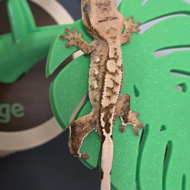 노멀 트라이 크림 크림시클