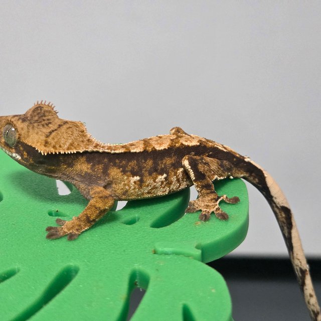 카푸치노 트라이 할리퀸