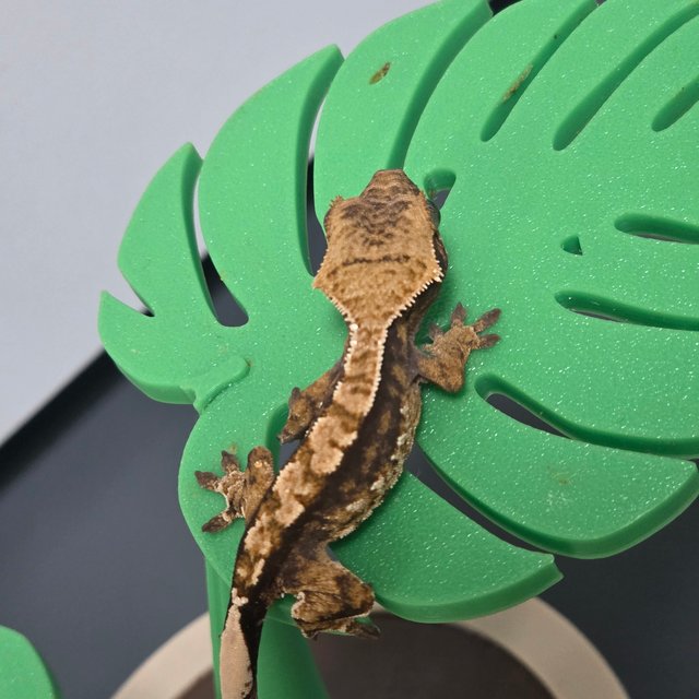 카푸치노 트라이 할리퀸