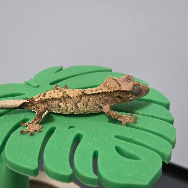 노멀 트라이 크림 크림시클