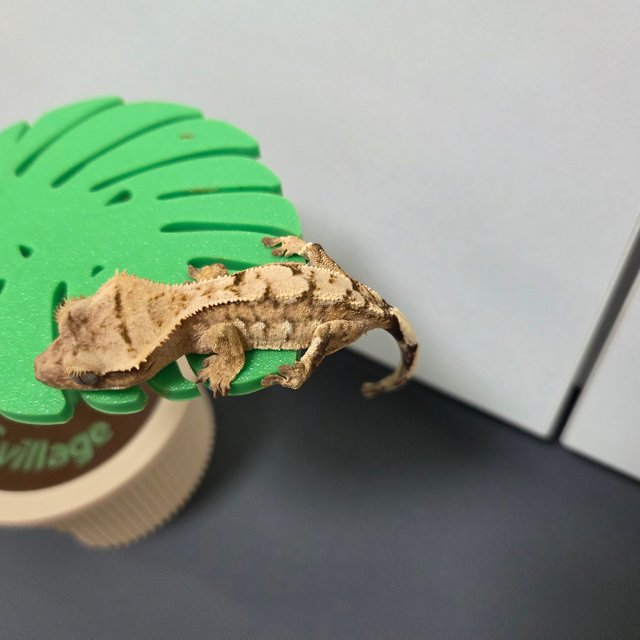 노멀 트라이 크림 크림시클