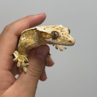 핀스트라이프 옐로우