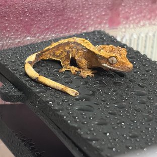 노멀 익스트림할리퀸