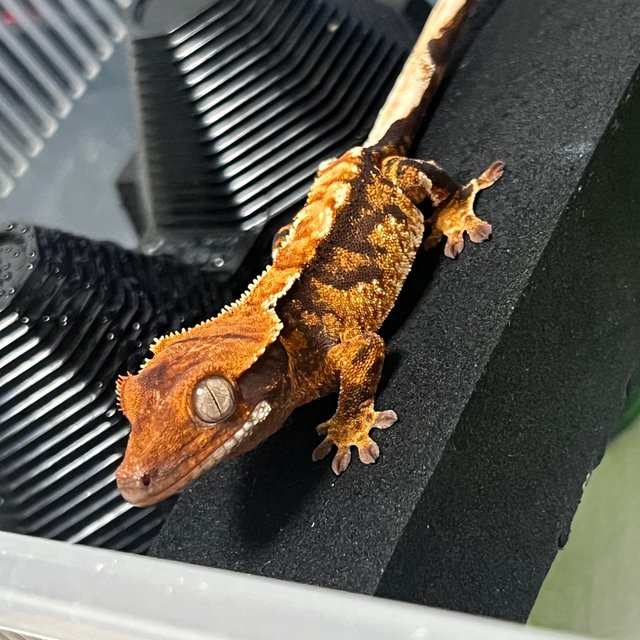 익스트림할리퀸 텐저린