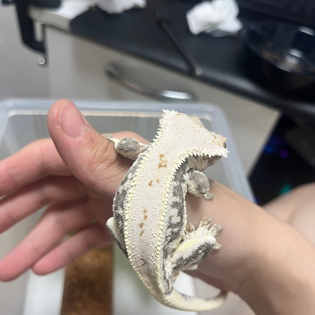 릴리화이트 솔리드백 풀핀