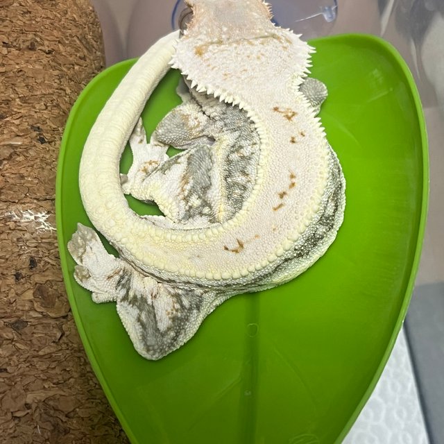 릴리화이트 솔리드백 풀핀