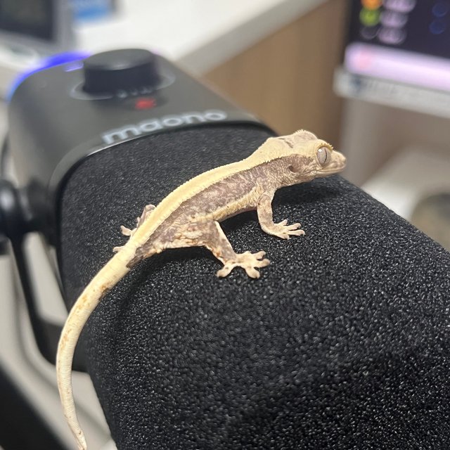 릴리100%헷아잔틱